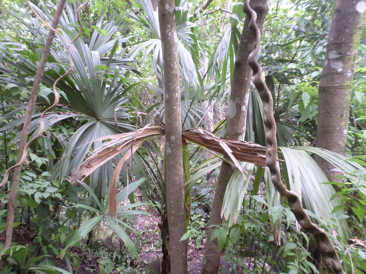 Las Mananitas De La Sierra Zaino Kültér fotó